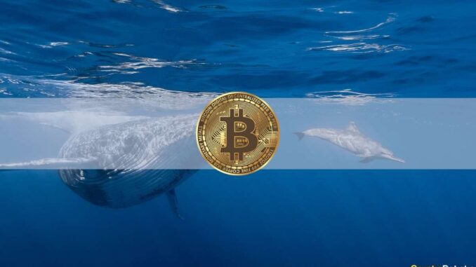 Bitcoin Whales Amassed $2.3 Billion Worth of BTC in 5 Weeks: Data