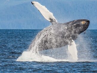 Compound (COMP) surges amid whale activity and Coinbase news