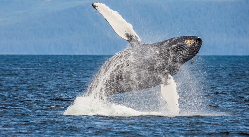 Compound (COMP) surges amid whale activity and Coinbase news Compound (COMP) surges amid whale activity and Coinbase news