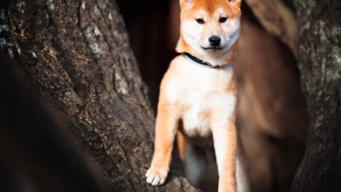 Floki Inu price prediction as Chancer token sale gains steam Floki Inu price prediction as Chancer token sale gains steam