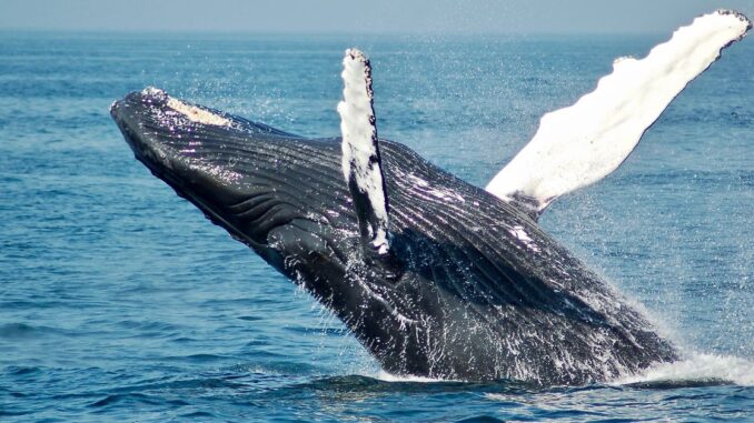 Bitcoin (BTC) Whale Moves Over 1K BTC After 11 Years Bitcoin (BTC) Whale Moves Over 1K BTC After 11 Years of Dormancy