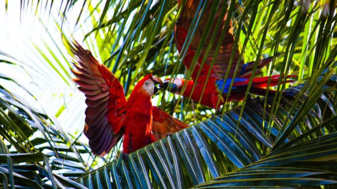 DeFi Project Parrot Puts Fate of Over $70M Treasury, PRT DeFi Project Parrot Puts Fate of Over $70M Treasury, PRT Token, to Vote