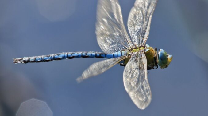 Dragonfly, Arthur Hayes Back $6M Round for New Stablecoin, Ethena Dragonfly, Arthur Hayes Back $6M Round for New Stablecoin, Ethena