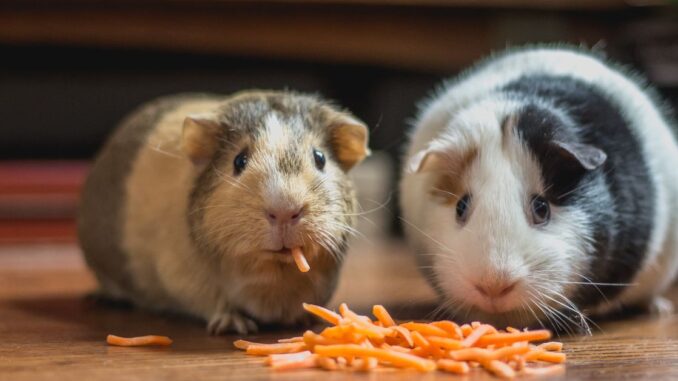 Forget SHIB and PEPE, HAMS Token Holders Are Betting on Forget SHIB and PEPE, HAMS Token Holders Are Betting on Hamster Races in the Latest Crypto Meta