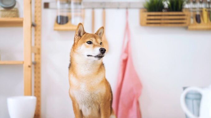Presale of the new AI-based Shiba Menu project attracting huge Presale of the new AI-based Shiba Menu project attracting huge investor attention