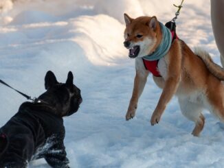 Shiba Memu presale hits $902k as popular meme tokens stalls