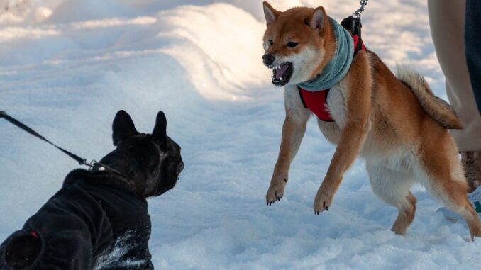 Shiba Memu presale hits $902k as popular meme tokens stalls Shiba Memu presale hits $902k as popular meme tokens stalls
