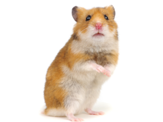 You Can Now Bet Crypto on Hamster Races. What Could Go Wrong?