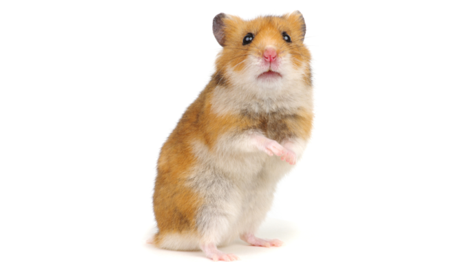 You Can Now Bet Crypto on Hamster Races. What Could You Can Now Bet Crypto on Hamster Races. What Could Go Wrong?