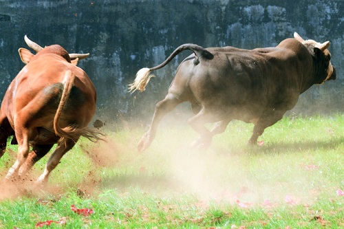here's why bulls have $1 in sight here's why bulls have $1 in sight