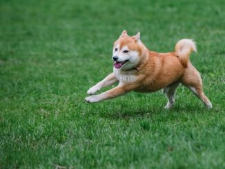 what does it mean for Shiba Memu?