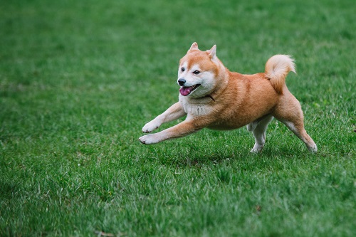 what does it mean for Shiba Memu? what does it mean for Shiba Memu?