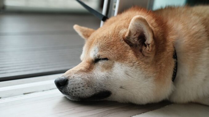 As Litecoin Blockchain Undergoes 'Halving,' Traders Are Reminded It's the As Litecoin Blockchain Undergoes 'Halving,' Traders Are Reminded It's the Backbone of Dogecoin