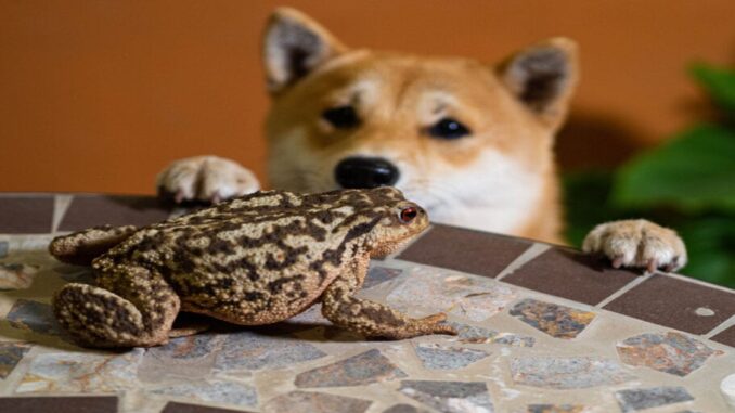 Meme Coins PEPE and SHIB Rally Double Digits on the Meme Coins PEPE and SHIB Rally Double Digits on the Week