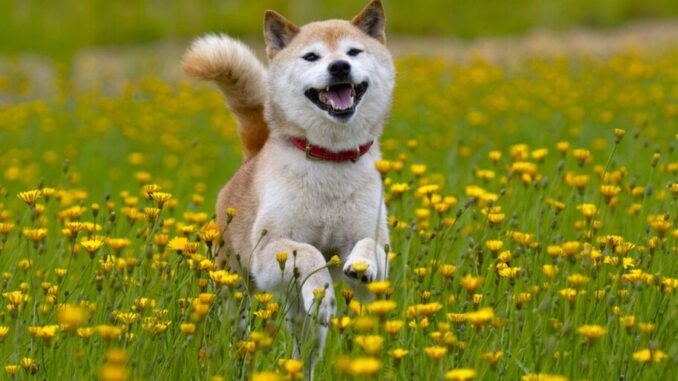 SHIB Developers Deploy Layer-2 Shibarium to Ethereum Mainnet SHIB Developers Deploy Layer-2 Shibarium to Ethereum Mainnet