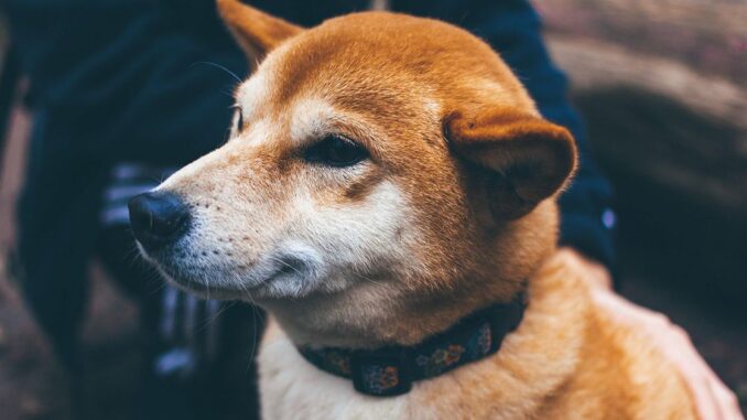 Dogecoin (DOGE) Beats Bitcoin (BTC) in Price Stability Amid Crypto Dogecoin (DOGE) Beats Bitcoin (BTC) in Price Stability Amid Crypto Trading Lull