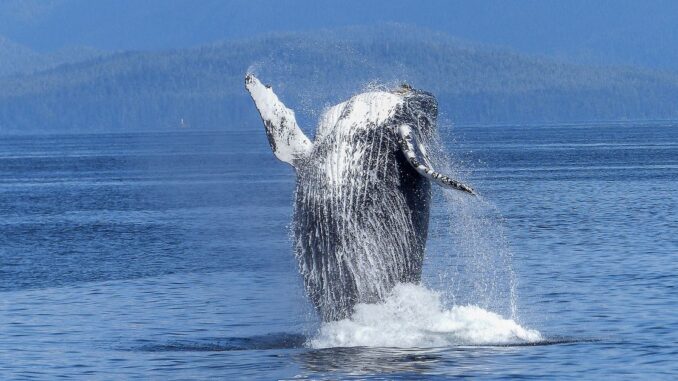 Bitcoin Whales Take Charge as Number of $100K Transactions Surge Bitcoin Whales Take Charge as Number of $100K Transactions Surge