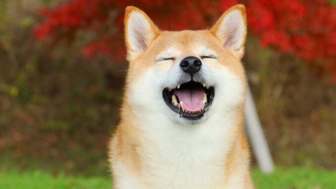 Can a Shiba Inu Break a Video Game Speedrun Record? Can a Shiba Inu Break a Video Game Speedrun Record?