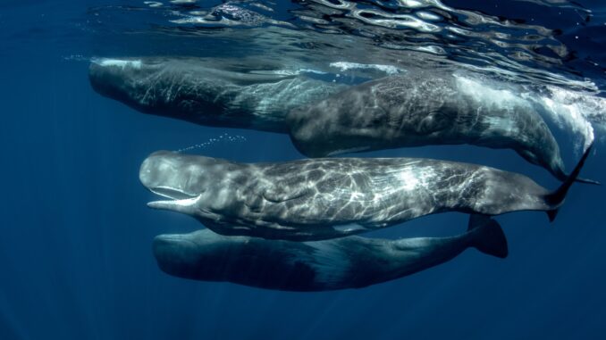 Tax Report Unveils 100s of S Korean Crypto Whales Tax Report Unveils Hundreds of South Korean Crypto Whales