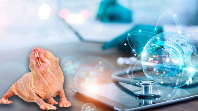 VitaDAO Launches Biotech Firm to Fight Aging With Naked Mole-Rats VitaDAO Launches Biotech Firm to Fight Aging With Naked Mole-Rats