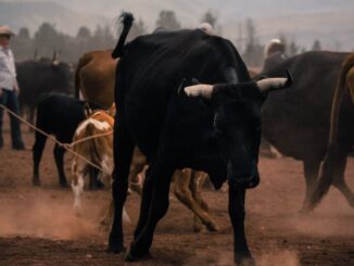 XRP, Cardano And Solana Lead Crypto Gains Over the Week