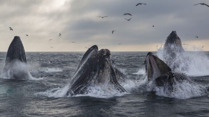 Crypto Whales Hunt for Bargains As Bitcoin Prices Slide, Data BTC traded at a fat premium on Bitfinex over the weekend. (TradingView)