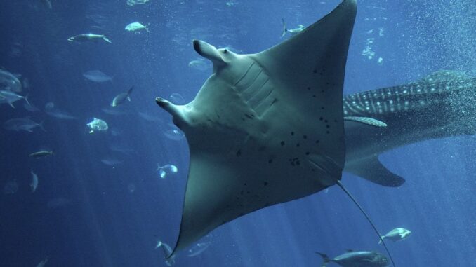 Manta Network Hit by DDoS Attack Day After Issuing MANTA Shaurya Malwa