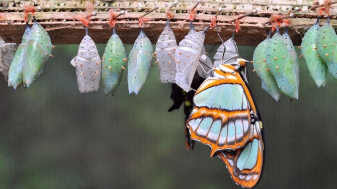 Trader Takes $20M 'Butterfly' Bet to Guard Against Bitcoin (BTC) BTC butterfly strategy's payoff diagram (Greeks.Live)
